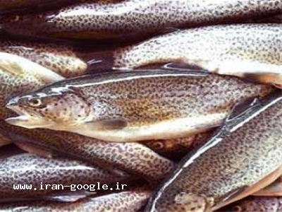 خرید وفروش ماهی قزل آلا درآذربایجان غربی